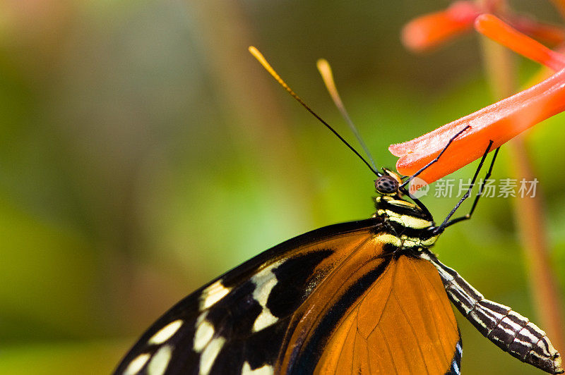 长翅蝴蝶(Heliconius Ismenius)正在捕食一只